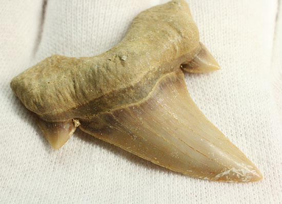 サイド歯が完全に保存!絶滅ザメ、5400万年前のオトダス良質歯化石(Otodus)(その10)