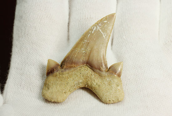 サイド歯が完全に保存!絶滅ザメ、5400万年前のオトダス良質歯化石(Otodus)(その11)