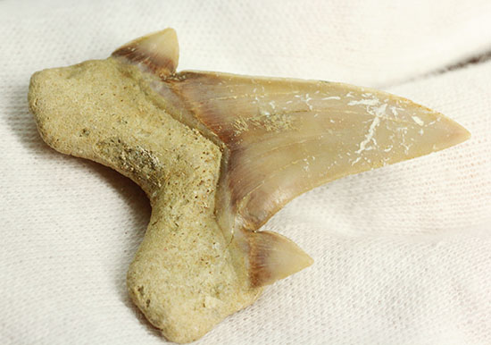 サイド歯が完全に保存！絶滅ザメ、5400万年前のオトダス良質歯化石(Otodus)（その12）