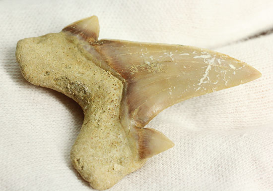サイド歯が完全に保存!絶滅ザメ、5400万年前のオトダス良質歯化石(Otodus)(その12)