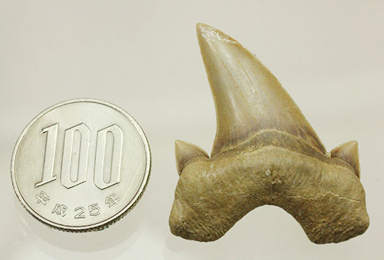 サイド歯が完全に保存!絶滅ザメ、5400万年前のオトダス良質歯化石(Otodus)(その13)