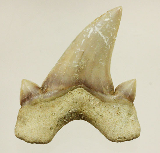 サイド歯が完全に保存!絶滅ザメ、5400万年前のオトダス良質歯化石(Otodus)(その2)