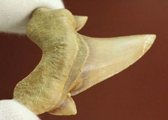 サイド歯が完全に保存!絶滅ザメ、5400万年前のオトダス良質歯化石(Otodus)(その3)