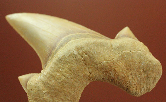 サイド歯が完全に保存!絶滅ザメ、5400万年前のオトダス良質歯化石(Otodus)(その4)