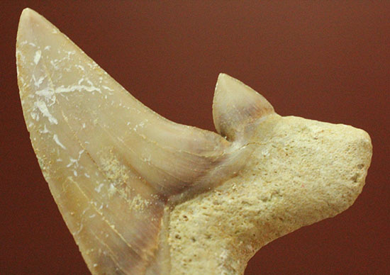 サイド歯が完全に保存!絶滅ザメ、5400万年前のオトダス良質歯化石(Otodus)(その5)
