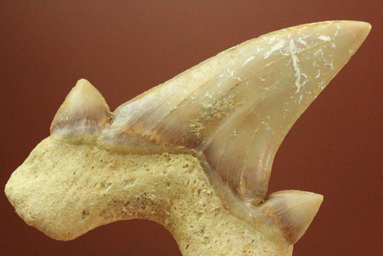 サイド歯が完全に保存！絶滅ザメ、5400万年前のオトダス良質歯化石(Otodus)（その7）