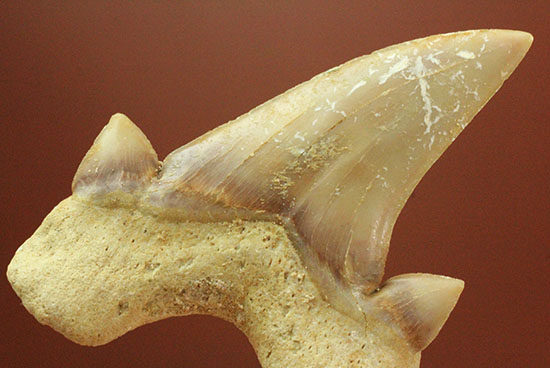サイド歯が完全に保存!絶滅ザメ、5400万年前のオトダス良質歯化石(Otodus)(その7)