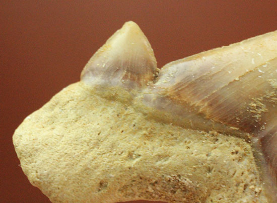 サイド歯が完全に保存!絶滅ザメ、5400万年前のオトダス良質歯化石(Otodus)(その8)