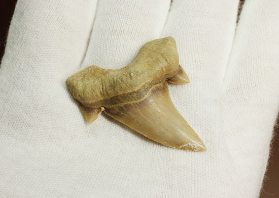 サイド歯が完全に保存！絶滅ザメ、5400万年前のオトダス良質歯化石(Otodus)（その9）