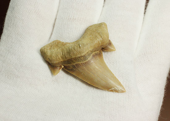 サイド歯が完全に保存!絶滅ザメ、5400万年前のオトダス良質歯化石(Otodus)(その9)