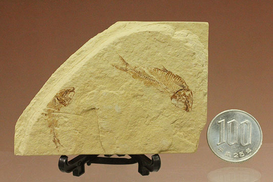 アメリカワイオミング州産ゴシウテクティス魚化石（その10）
