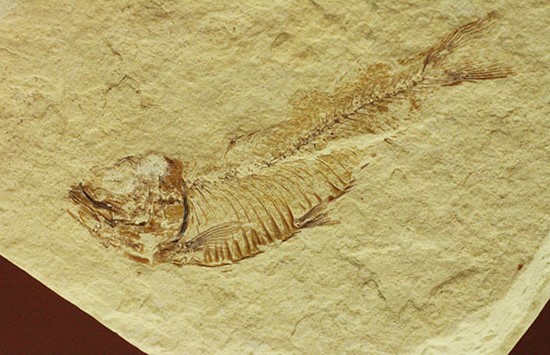 アメリカワイオミング州産ゴシウテクティス魚化石（その2）
