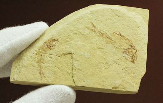 アメリカワイオミング州産ゴシウテクティス魚化石（その3）