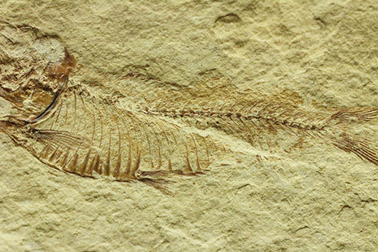 アメリカワイオミング州産ゴシウテクティス魚化石（その5）