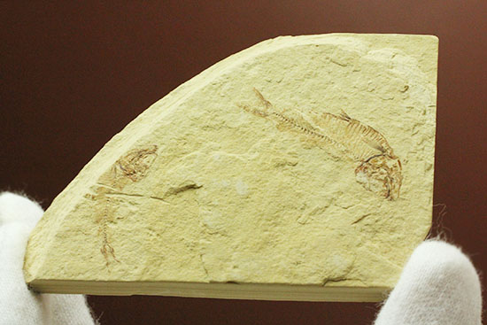 アメリカワイオミング州産ゴシウテクティス魚化石（その6）