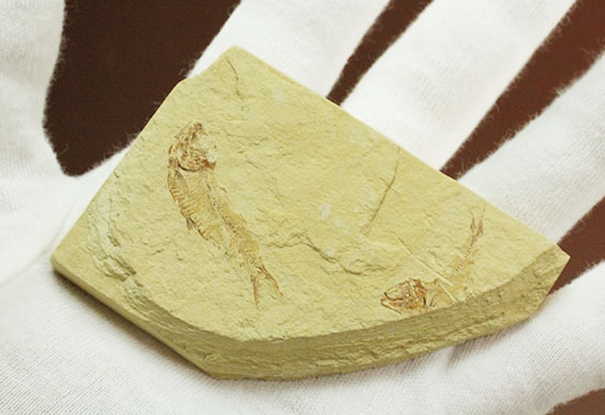 アメリカワイオミング州産ゴシウテクティス魚化石（その7）