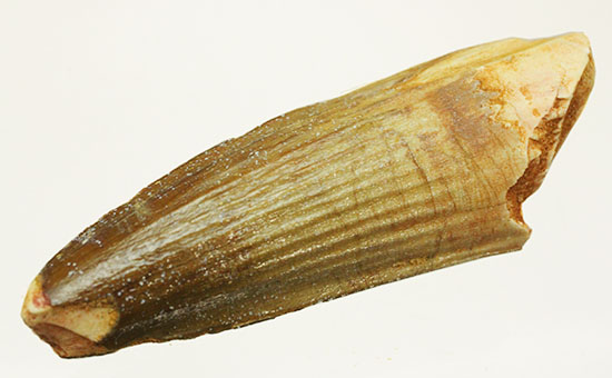 縦の溝模様が鮮明に保存されています。スピノサウルス歯化石(Spinosaurus)(その1)