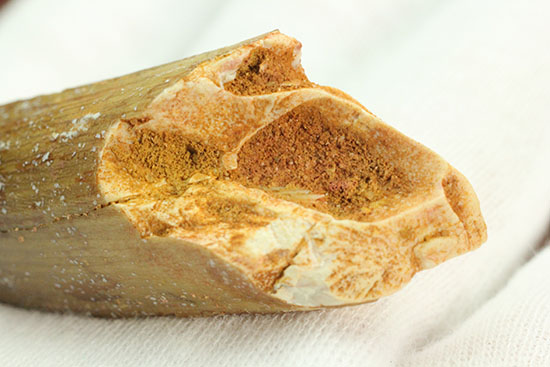 縦の溝模様が鮮明に保存されています。スピノサウルス歯化石(Spinosaurus)(その11)