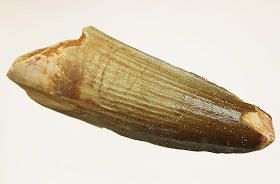 縦の溝模様が鮮明に保存されています。スピノサウルス歯化石(Spinosaurus)(その14)