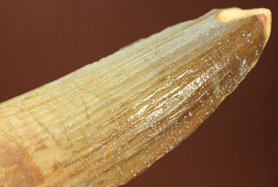 縦の溝模様が鮮明に保存されています。スピノサウルス歯化石(Spinosaurus)(その2)