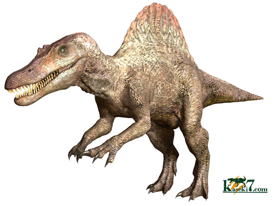 縦の溝模様が鮮明に保存されています。スピノサウルス歯化石(Spinosaurus)（その5）