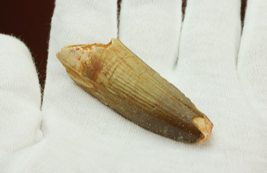 縦の溝模様が鮮明に保存されています。スピノサウルス歯化石(Spinosaurus)(その6)