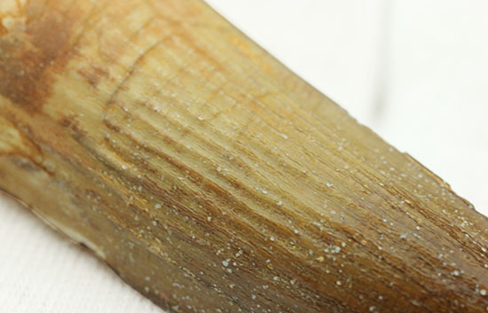 縦の溝模様が鮮明に保存されています。スピノサウルス歯化石(Spinosaurus)(その8)