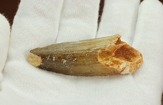 縦の溝模様が鮮明に保存されています。スピノサウルス歯化石(Spinosaurus)(その9)