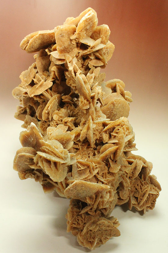 最大部35cmに達するモンスターサイズの砂漠の薔薇(その1)
