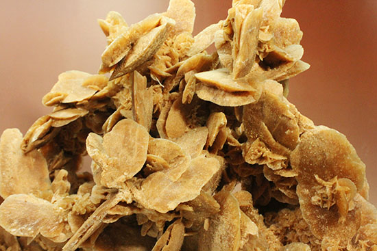 最大部35cmに達するモンスターサイズの砂漠の薔薇(その11)