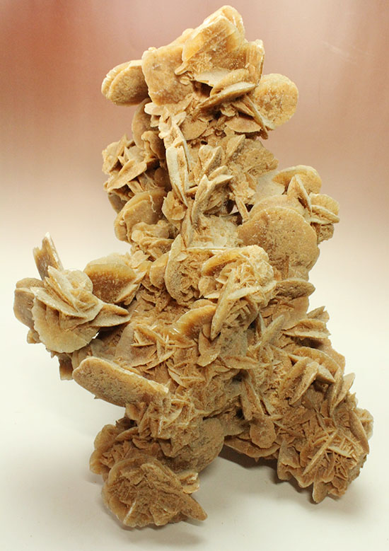最大部35cmに達するモンスターサイズの砂漠の薔薇(その13)
