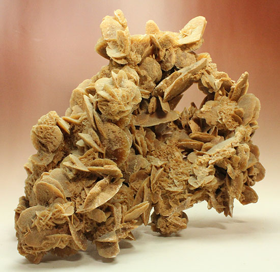 最大部35cmに達するモンスターサイズの砂漠の薔薇(その14)