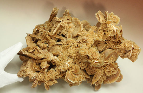 最大部35cmに達するモンスターサイズの砂漠の薔薇(その15)