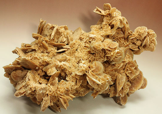 最大部35cmに達するモンスターサイズの砂漠の薔薇(その16)