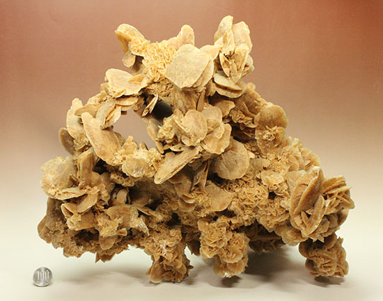 最大部35cmに達するモンスターサイズの砂漠の薔薇(その19)