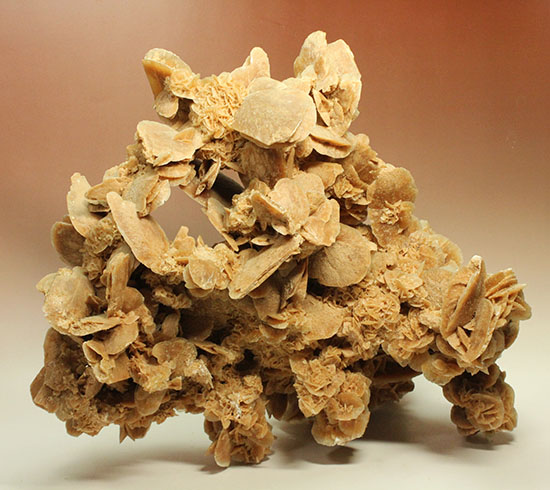 最大部35cmに達するモンスターサイズの砂漠の薔薇(その2)