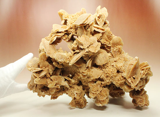 最大部35cmに達するモンスターサイズの砂漠の薔薇(その6)