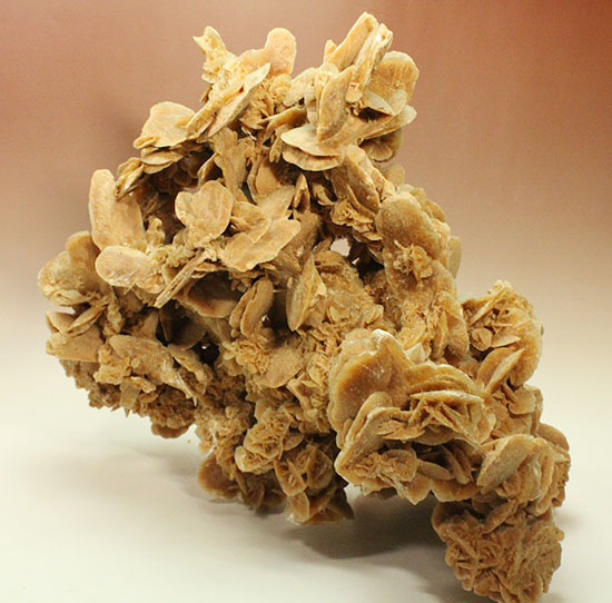 最大部35cmに達するモンスターサイズの砂漠の薔薇(その9)