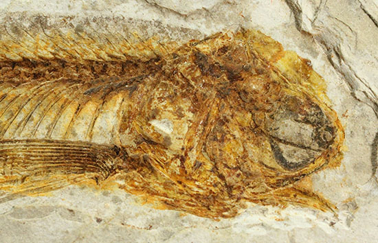 抜群の保存状態で化石化しました！東アジアを代表する淡水魚化石、リコプテラ（その1）