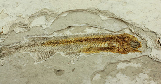 抜群の保存状態で化石化しました!東アジアを代表する淡水魚化石、リコプテラ(その10)