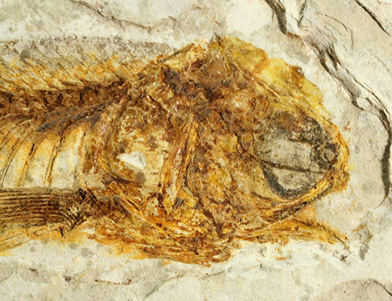 抜群の保存状態で化石化しました！東アジアを代表する淡水魚化石、リコプテラ（その12）
