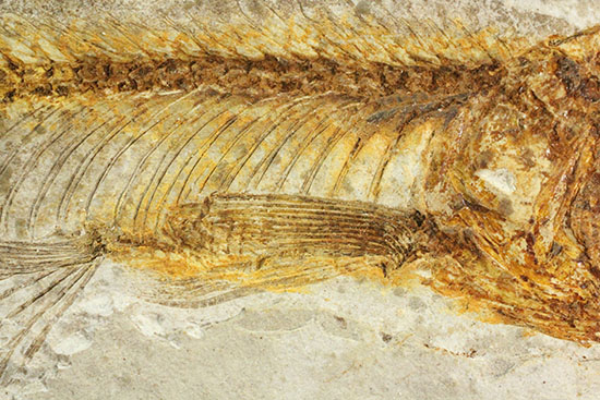 抜群の保存状態で化石化しました！東アジアを代表する淡水魚化石、リコプテラ（その13）
