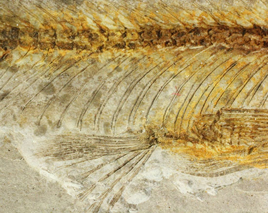 抜群の保存状態で化石化しました！東アジアを代表する淡水魚化石、リコプテラ（その14）