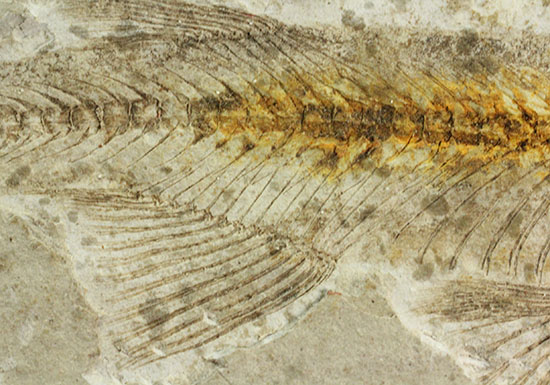 抜群の保存状態で化石化しました！東アジアを代表する淡水魚化石、リコプテラ（その15）