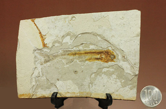 抜群の保存状態で化石化しました！東アジアを代表する淡水魚化石、リコプテラ（その16）