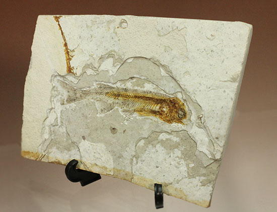抜群の保存状態で化石化しました！東アジアを代表する淡水魚化石、リコプテラ（その2）