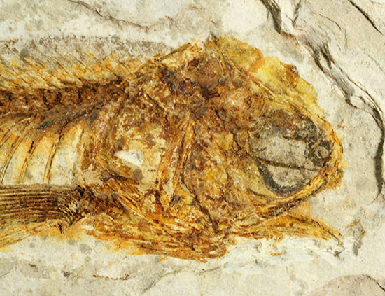 抜群の保存状態で化石化しました!東アジアを代表する淡水魚化石、リコプテラ(その3)