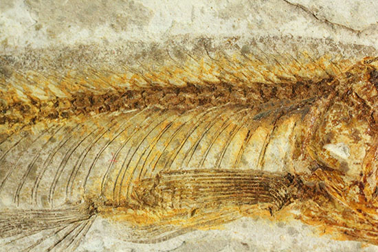 抜群の保存状態で化石化しました！東アジアを代表する淡水魚化石、リコプテラ（その4）