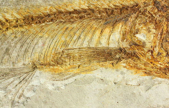 抜群の保存状態で化石化しました!東アジアを代表する淡水魚化石、リコプテラ(その5)