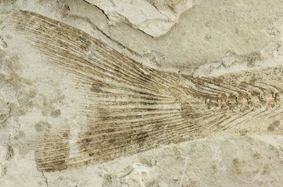 抜群の保存状態で化石化しました！東アジアを代表する淡水魚化石、リコプテラ（その6）